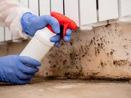 Best Emergency Mold Remediation  in Willmar, MN